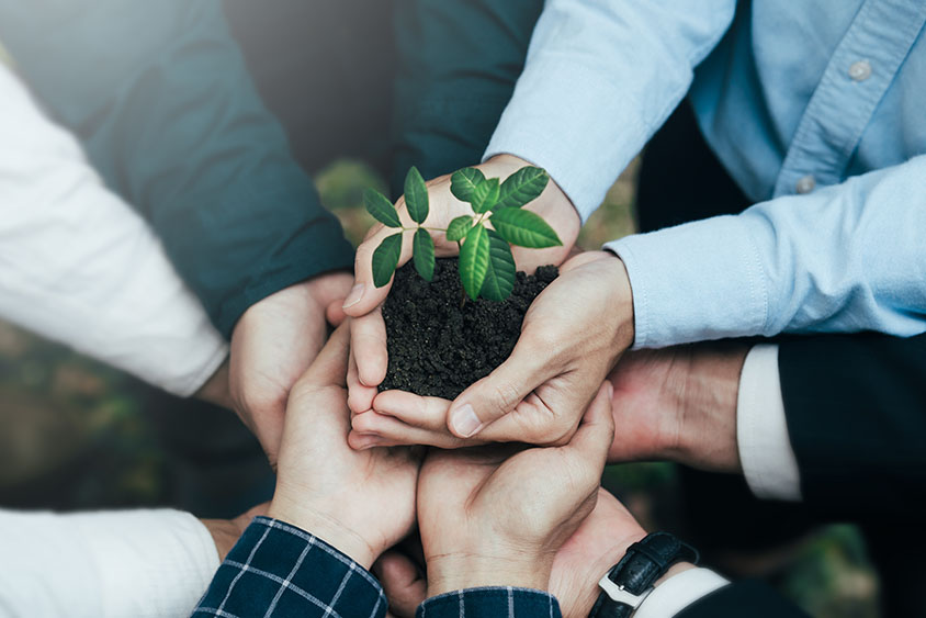 Plants in the hands of a group